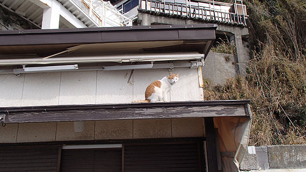 猫の居る風景